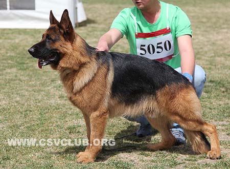 SG3 5050 吉力，Jillq von ZhenDe，CSZ109916，犬主：魏凯辉