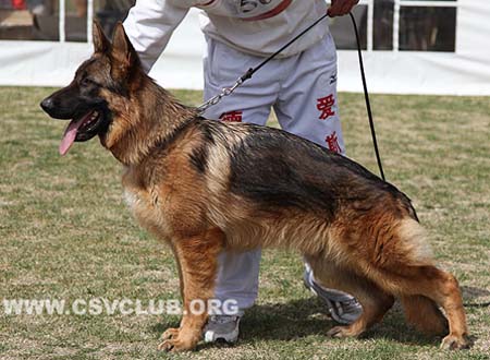 SG4 5058 奥拉尼度斯，Orlandosq von DeQin，CSZ119284，犬主：于建波