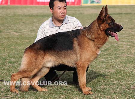 SG5 5032 艾罗，Ello von QiShiZhongDe，CSZ118395，犬主：马超