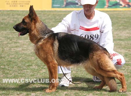 SG1 6089 法贝，Fabi von ChengShi，CSZ133860，犬主：孙士灿