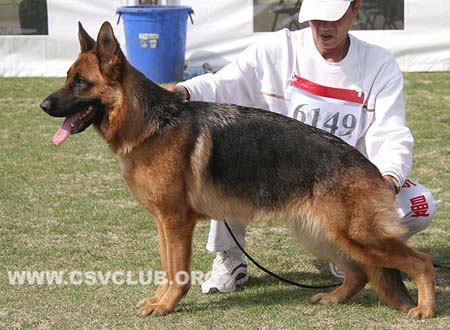 SG2 6149 力斯，Lisie von HeiLong ，CSZ118922，犬主：张健（盛鑫）