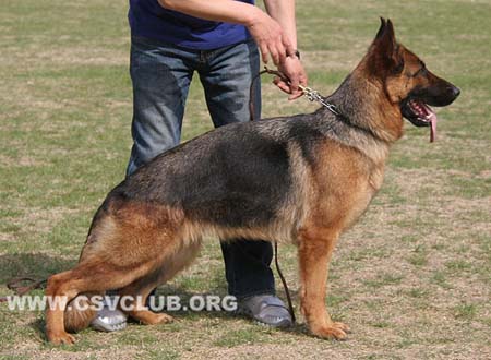SG3 6010 菲丽雅，Filija von JingPin，CSZ109710，犬主：陈小军
