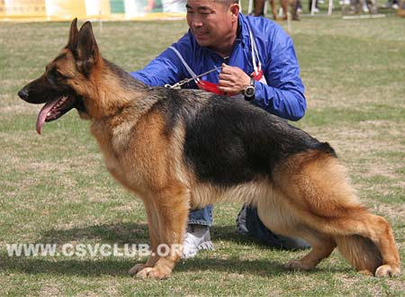 SG4 6107 阿茹芭，Aruba von ZhongHao，CSZ124930，犬主：魏绪社