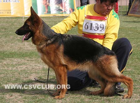 SG5 6139 居迪特，Judith von HengTai，CSZ125342，犬主：周森林