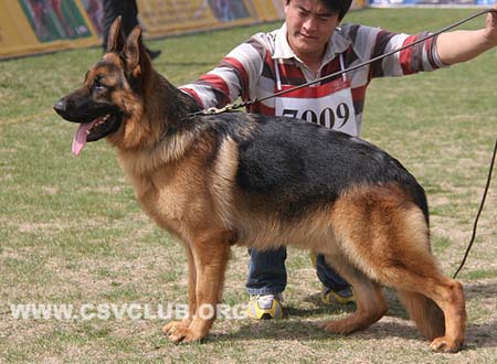 VV1 7009 芬杜，Fendo von Wan He，CSZ137048，犬主：李伯顺
