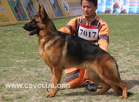 VV2 7017 力斯特，Liszt von FuXin，CSZ135352，犬主：任金友