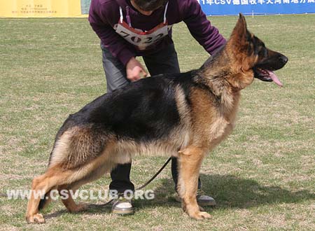 VV3 7022 哈古，Hago von XinQiAo，CSZ136083，犬主：孙青海