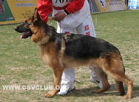 VV5 7012 巴尼，Barni von SenLinRen，CSZ125443，犬主：李强（森林人）