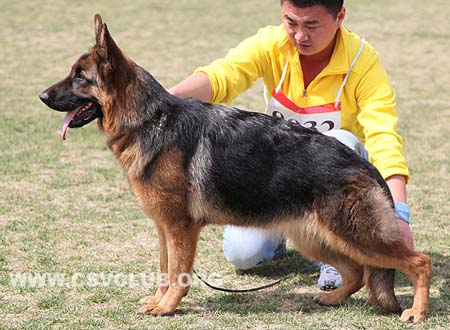 VV1 8032 盖斯艾，Gessie von XinQuan，CSZ129306，犬主：史金全（新泉）
