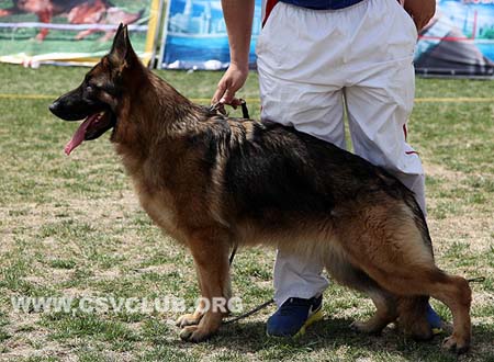 VV2 8037 森特爱，Cinty von BoYu，CSZ125660，犬主：王喜庆