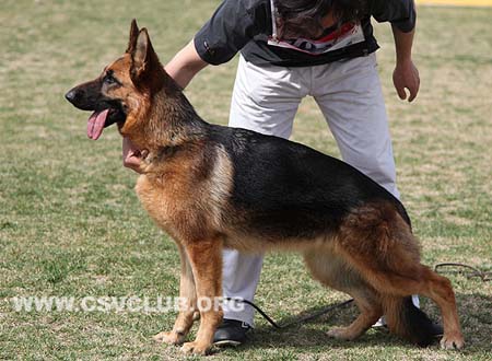 VV3 8034 仪思塔，Esta von Barco，CSZ132036，犬主：苏志镒