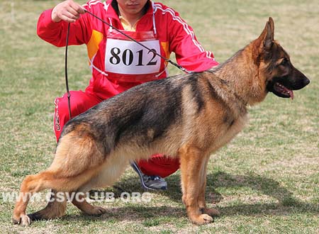 VV4 8012 力维尼，Livi von Dossel，CSZ125653，犬主：韩彬