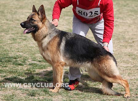 VV5 8025 居帕，Juppa von JinBi，CSZ138407，犬主：刘军(琥珀)
