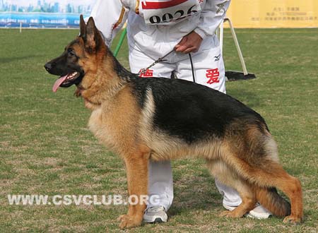 VV1 9026 格雷夫，Greif von WenHao，CSZ135553，犬主：杨学文（文昊）