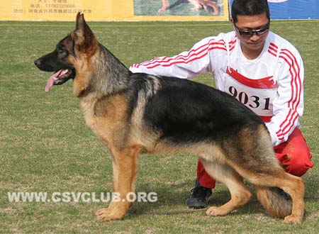 VV2 9031 艾木波拉特，Imperator von ZhongDu，CSZ132309，犬主：邹文亭