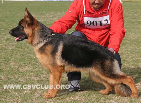 VV3 9012 斯洛，Cillo von QiangJian，CSZ138094，犬主：李国强（强健）