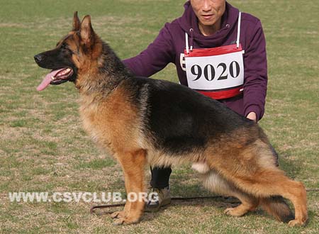 VV4 9020 艾莫度，Imdo von XinQiAo，CSZ136085，犬主：孙青海