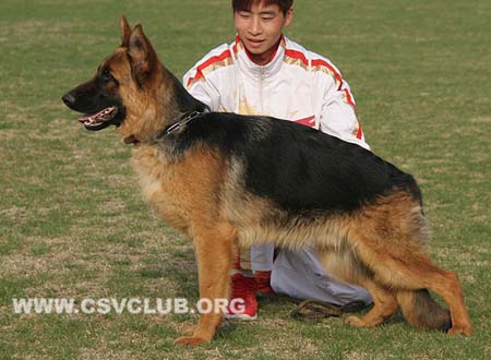 VV5 9008 海力库乐斯，Herkules von LaoHaiMoTe，CSZ138349，犬主：海干民