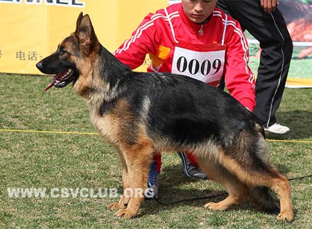 VV1 0009 法赫若娜，Fahrana von Phenix，CSZ130939，犬主：韩彬