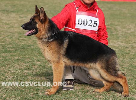 VV3 0025 汉娜，Hanna von GuoAo，CSZ134783，犬主：宋国