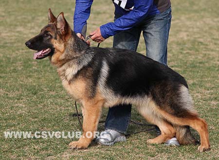 VV5 0041 高达，Gorda von NingBoTianYi，CSZ137280，犬主：赵勇(宁波天易)