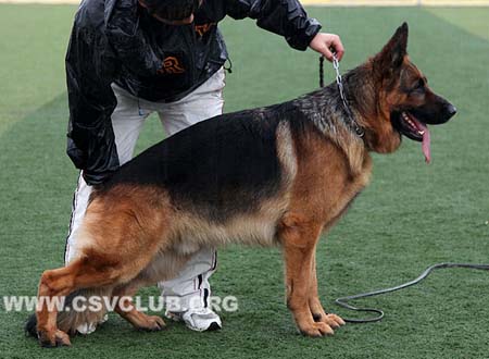 V1 1049 杜克斯，Dux de Intercanina，CSZ8002203，犬主：赵振平