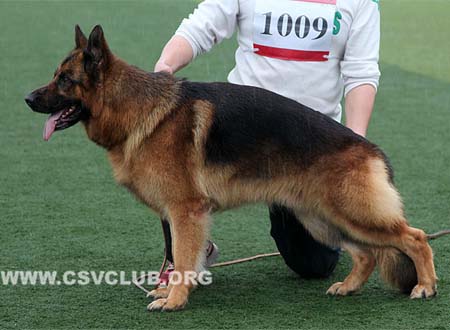 V2 1009 席蔻，Shicco von der Freiheit Westerholt，CSZ8002466，犬主：韩林