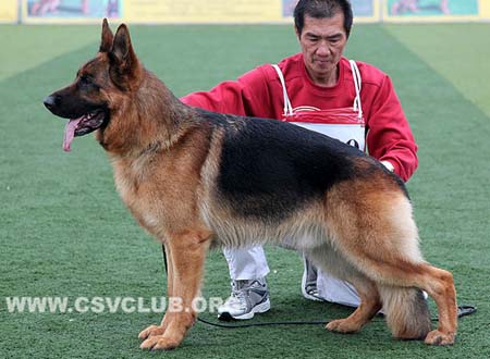 V3 1020 托尼尔，Toni von der Rieser Perle，CSZ8002372，犬主：刘杰