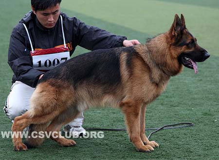 V4 1007 红狼，Cesso von Dossel，CSZ82001，犬主：韩彬