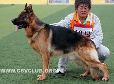 V5 1043 佐尔坦，Zoltan vom Panonian Haus，CSZ8001970，犬主：翟学喜
