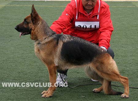 V2 2041 瑞力，Relli  von WeiSheng，CSZ65517，犬主：任金友