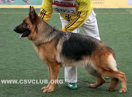 V3 2092 恩可，Enchie von Hao Yun ，CSZ83517，犬主：彭丽瑾
