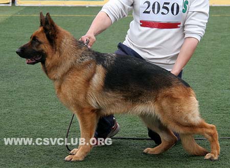 V5 2050 坎萨，Cantha von WenHao，CSZ84560，犬主：田传军