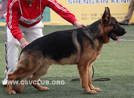 SG1 3008 乌索斯，Ursus von Woodland，CSZ107199，犬主：韩彬