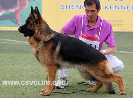 SG2 3011 约皮，Juppy von BaiHui，CSZ106254，犬主：李伯辉