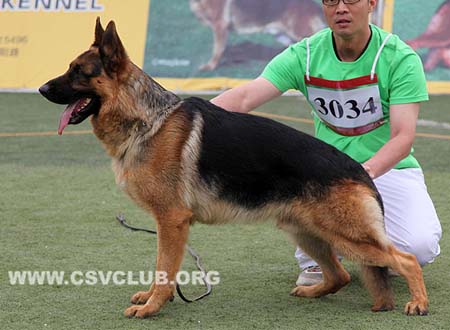 SG3 3034 派力，Perry von JingXing，CSZ108264，犬主：张泽峰
