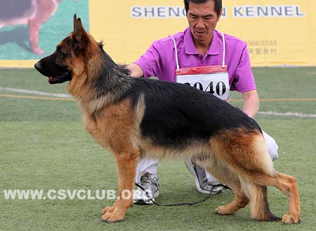 SG4 3040 吉力，Jillq von ZhenDe ，CSZ109916，犬主：魏凯辉