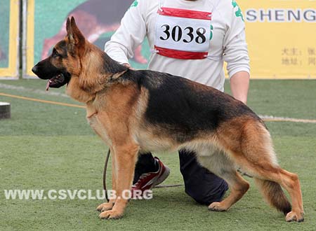 SG5 3038 安东，Anton von Dossel，CSZ107213，犬主：郑年康
