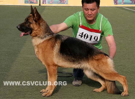 SG1 4019 开尼艾，Kenie von ZhengDe，CSZ118017，犬主：万志国