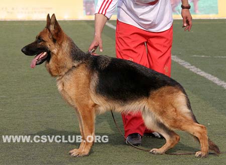 SG2 4041 塔尼卡，Tania von XinShiJie，CSZ111411，犬主：王瑞平