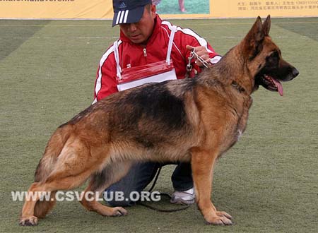 SG3 4006 婵苔，Chanty von DingZhuang，CSZ103945，犬主：傅丁