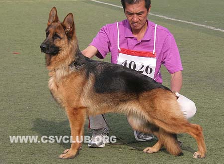 SG4 4026 胡力德，Huerde von BiDe，CSZ108303，犬主：刘永胜