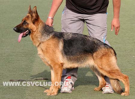 SG5 4032 菲蒂，Findie von JingPin，CSZ109713，犬主：史金全