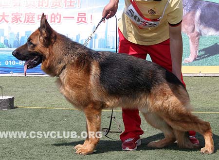SG1 5055 德菲杜，Defeidu von TaiMei，CSZ119133，犬主：张健