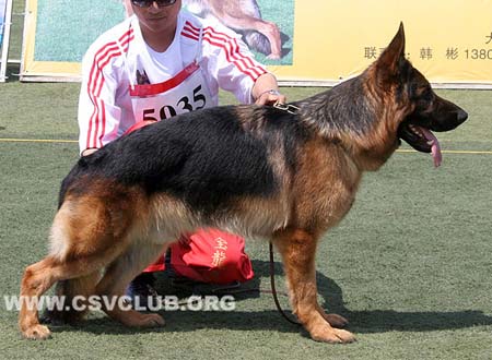 SG2 5035 杰瑟-加莫斯，Jesse-Jaemes von WangZai，CSZ114281，犬主：李深义