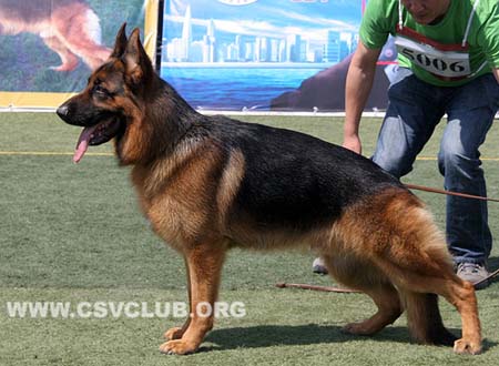 SG3 5006 酷，Qu von WeiSheng，CSZ120032，犬主：段三小