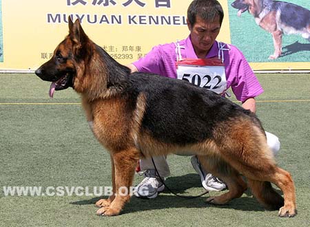 SG4 5022 乌尔索，Urso von ZhengDe，CSZ120606，犬主：刘杰