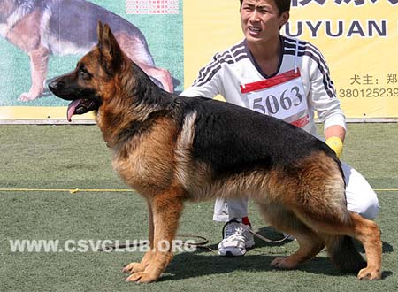 SG5 5063 瓦库，Waco von ZhenDe ，CSZ118779，犬主：赵振平