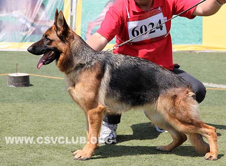 SG1 6024 奥塔利，Ops von WeiSheng,CSZ117925,犬主：纪增武