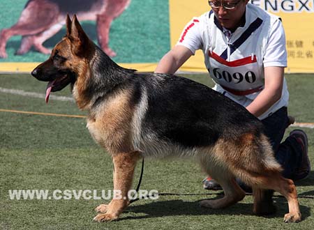 SG2 6090 艾力古，Irsi von YulLei，CSZ122147，犬主：翟学喜
